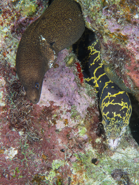 Chain Moray & Spotted Moray