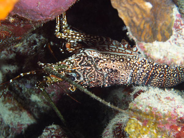 Spotted Spiny Lobster