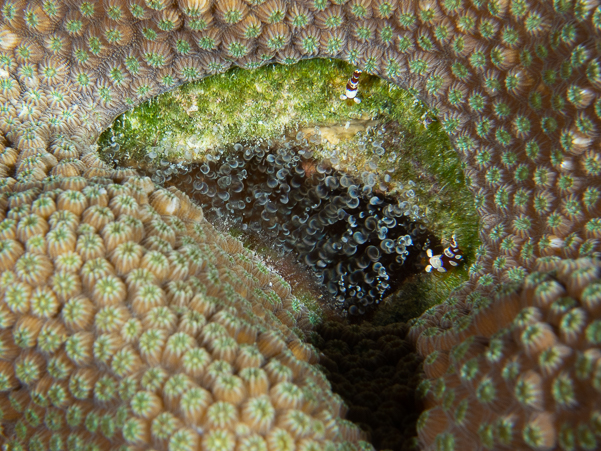 Squat Anemone Shrimp