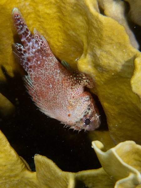 Reef Scorpionfish