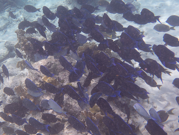 A School of Blue Tang