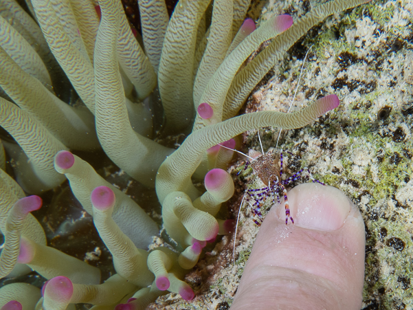 Spotted Cleaner Shrimp