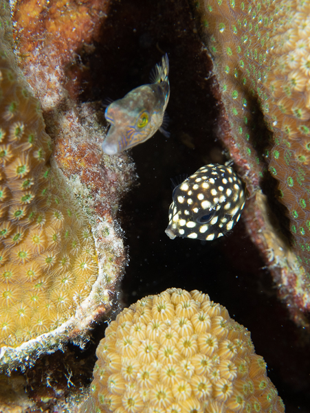 Smooth Trunkfish