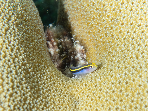 Yellownose Goby