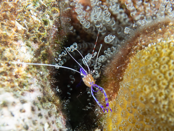 Pederson Cleaner Shrimp