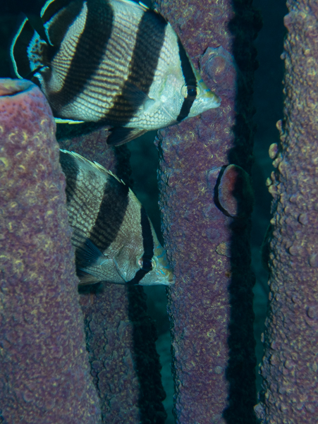 Banded Butterflyfish