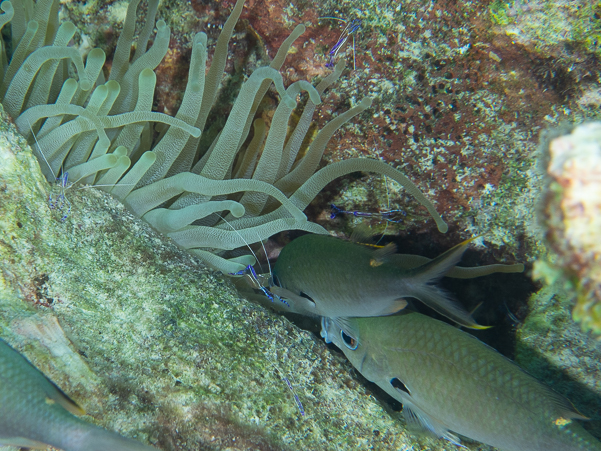 Pederson Cleaner Shrimp