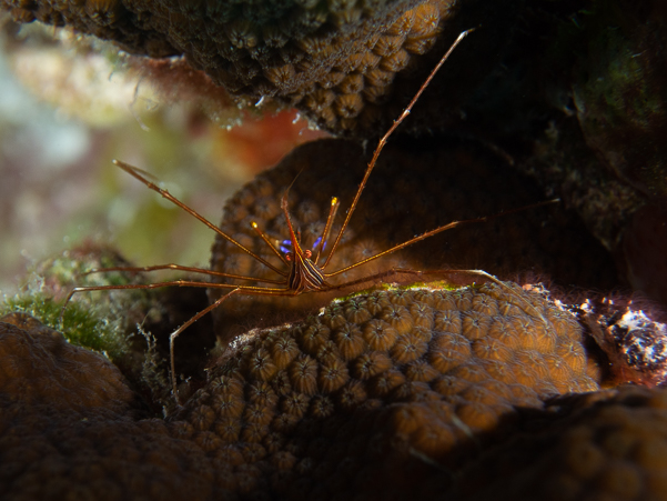 Yellowline Arrow Crab