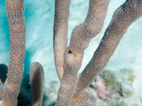 Blackhead Blenny