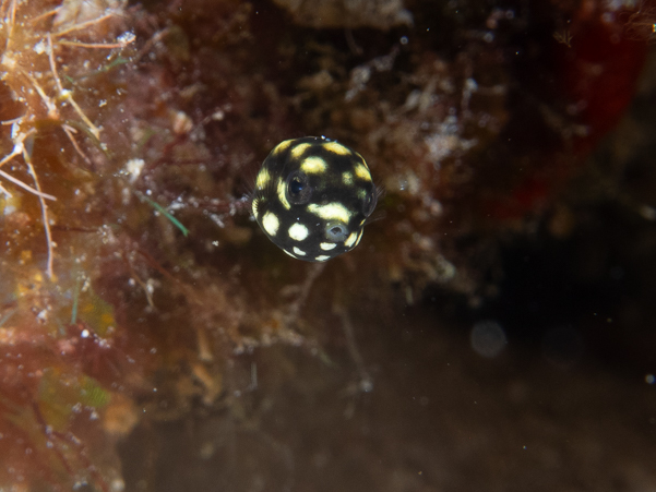 Smooth Trunkfish