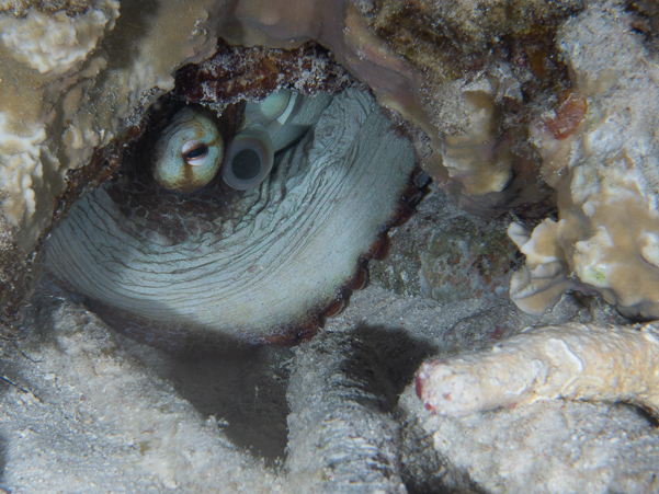 Common Octopus