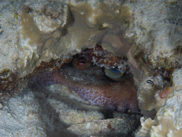 Common Octopus