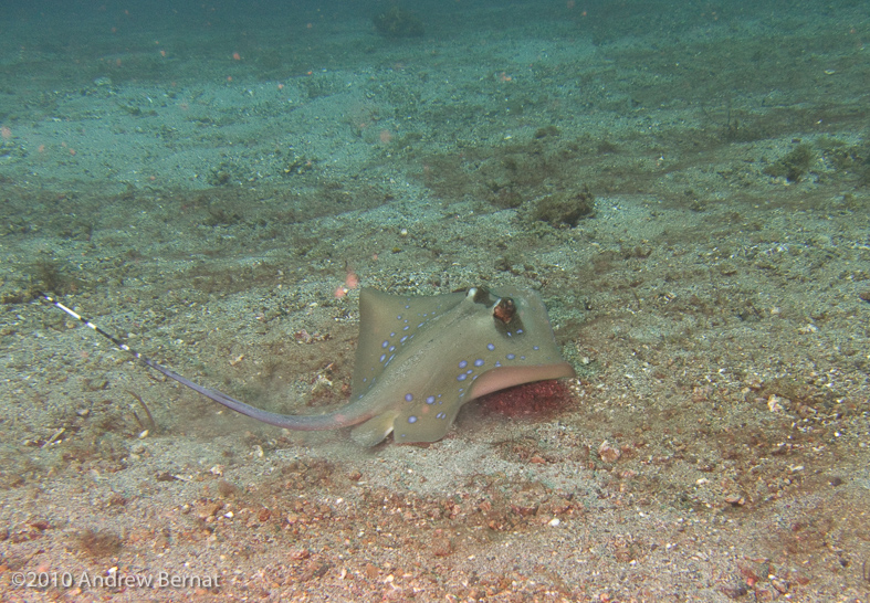 Blue-Spotted Stingray