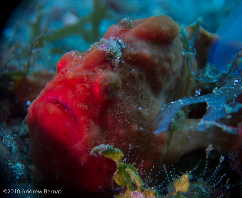 Painted Frogfish