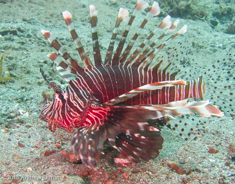 Common Lionfish