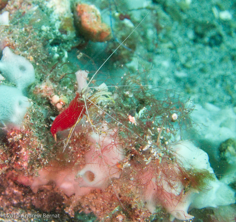 Red-striped Cleaner Shrimp