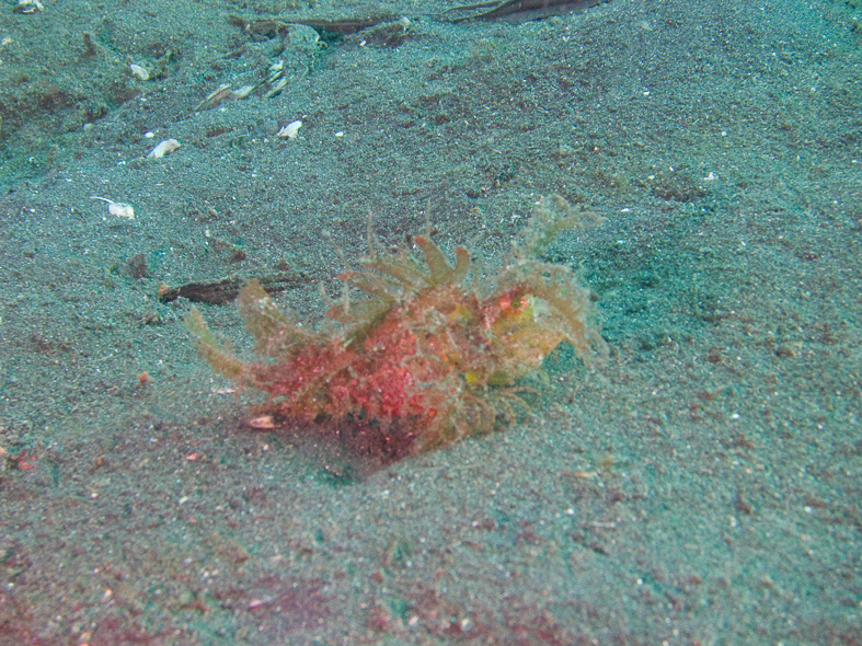 Ambon Scorpionfish