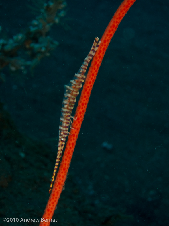 Banded Tozeuma Shrimp