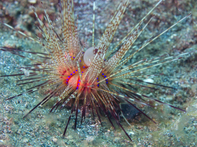 Sea Urchin