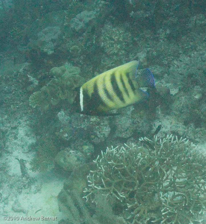 Six-banded Angelfish