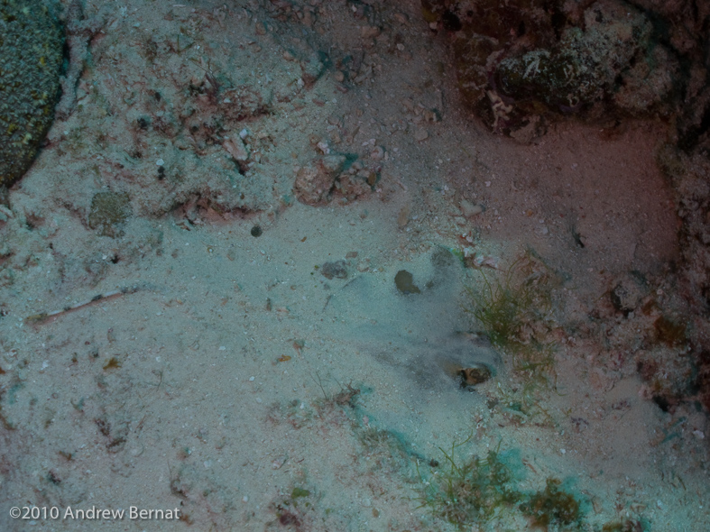 Blue-Spotted Stingray