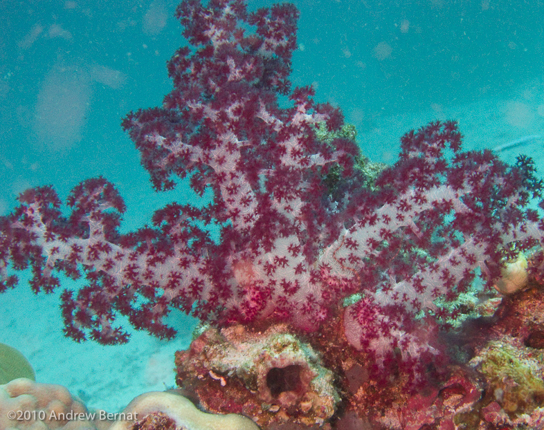 soft coral