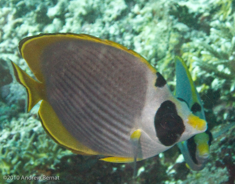 Panda Butterfyfish