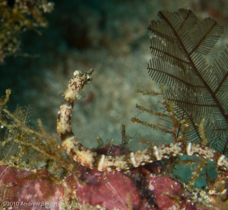 Schultz's Pipefish