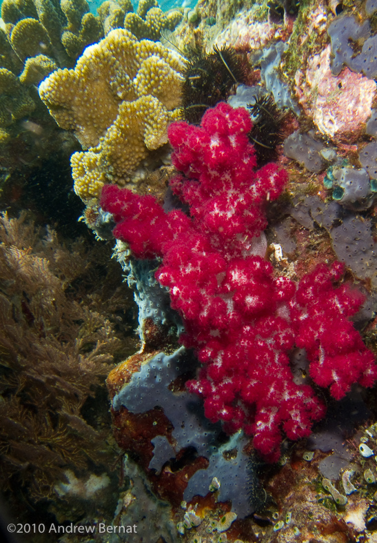 soft coral