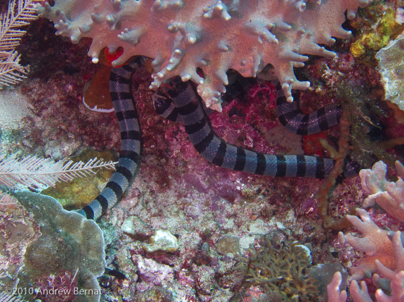 Banded Sea Snake