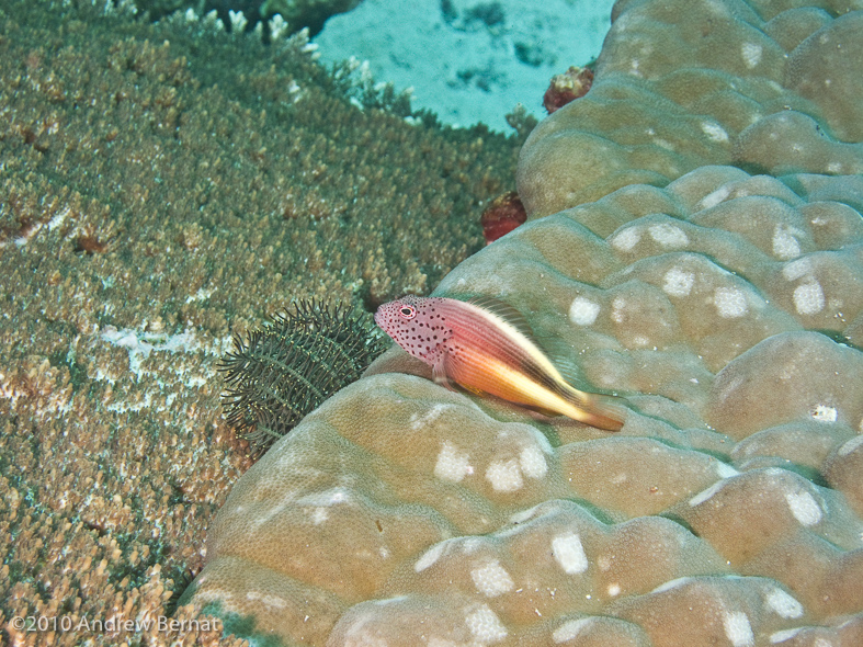 Freckled Hawkfish