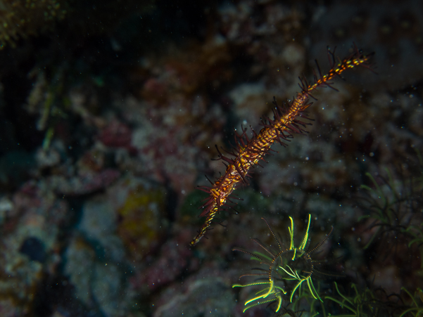 Ornate Ghost Pipefish