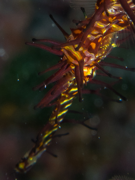 Ornate Ghost Pipefish