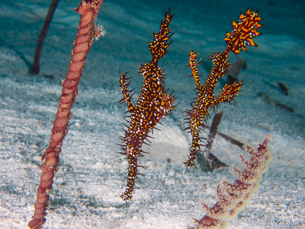 Ornate Ghost Pipefish