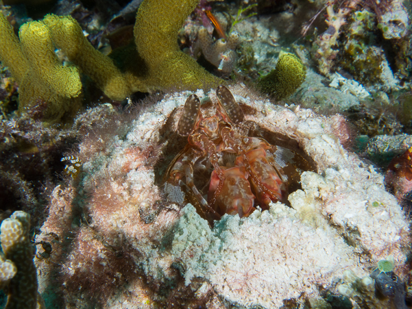 Tiger Mantis Shrimp