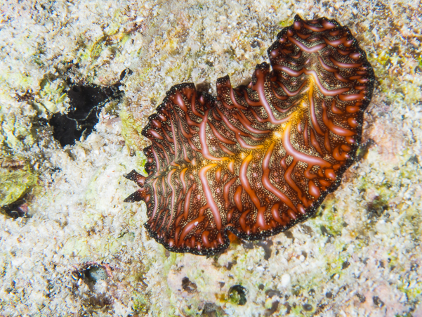 Persian Carpet Flatworm