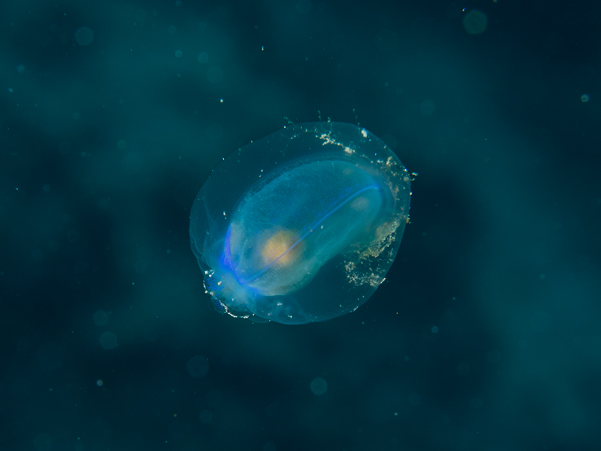 Pelagic Tunicate