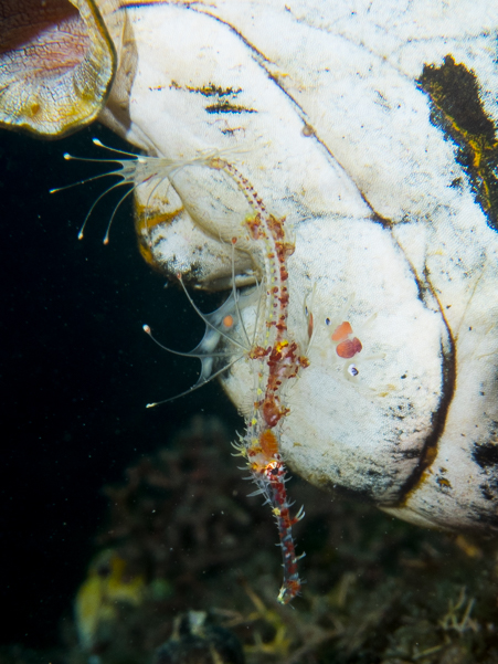 Ornate Ghost Pipefish (juvenile)