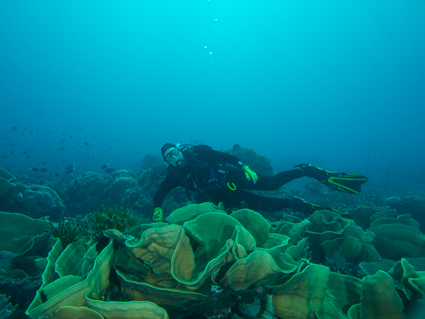 Valerie over rose coral