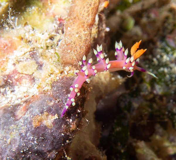 Desirable Flabellina