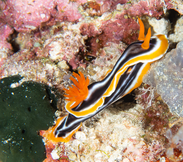 Magnificent Chromodoris