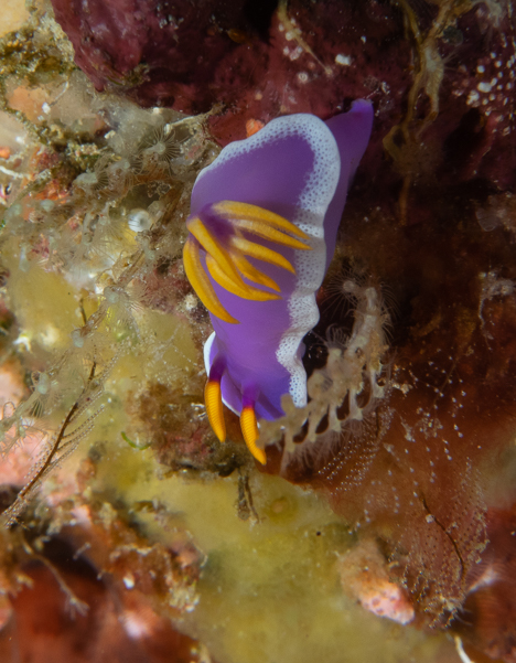 Robe Hem Hypselodoris