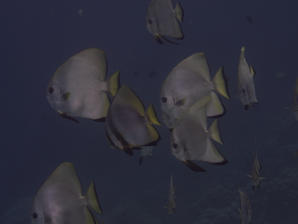 Longfin Spadefish