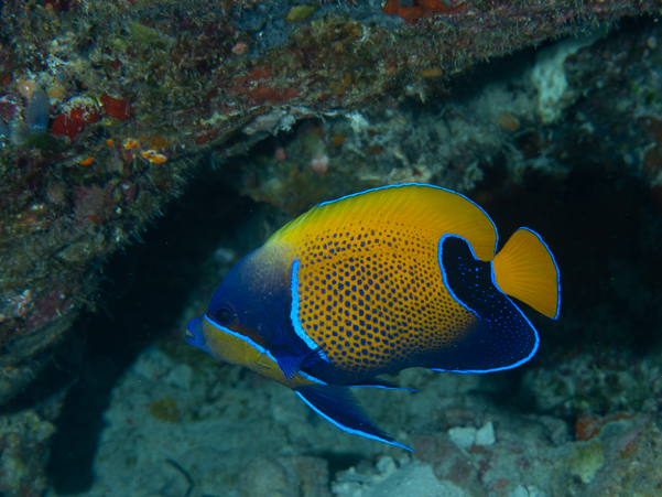 Blue-girdled Angelfish