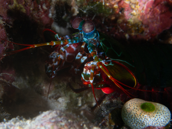 Peacock Mantis Shrimp