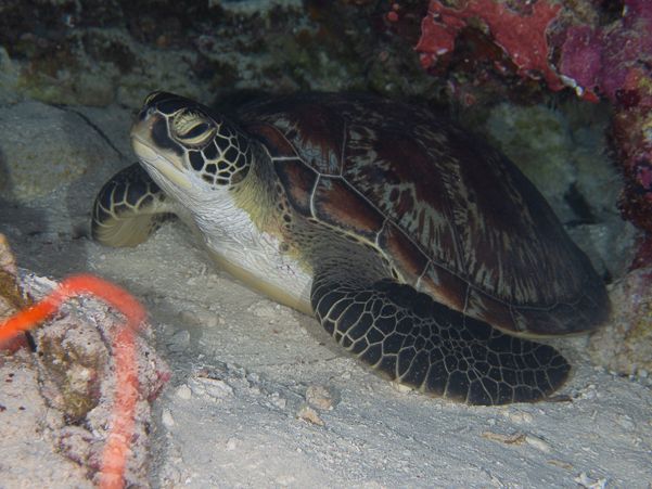 Green Turtle