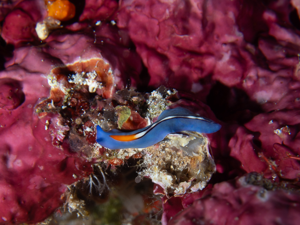 Racing Stripe Flatworm