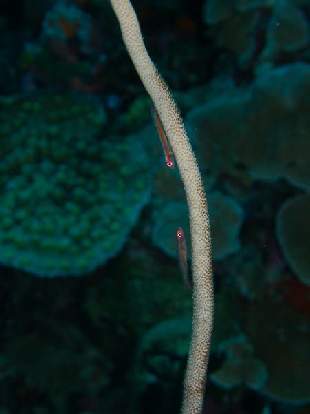 Large Whip Goby