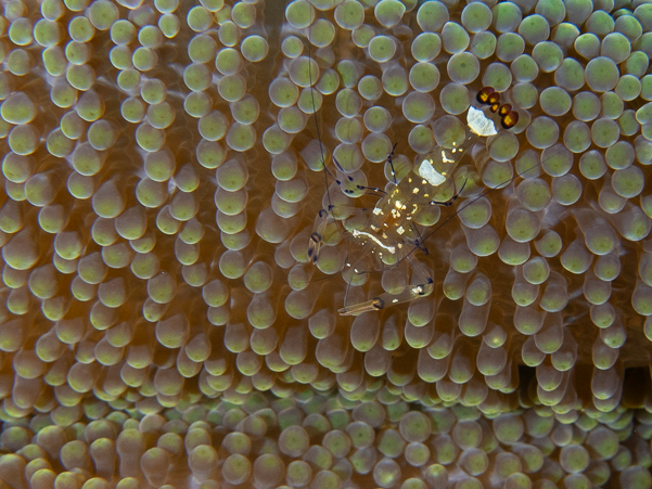 Peacock-tail Anemone Shrimp