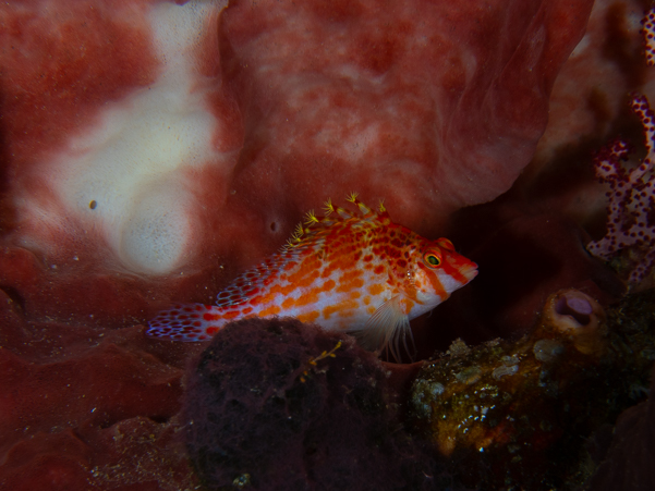 Dwarf Hawkfish